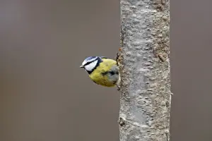 Blue Tit. Scottish Moor - Aviemore - Scotland