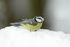 Blue Tit - searching for food in garden - in winter snow