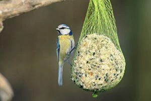 BLUE TIT - on seeds, nut & suet feeder