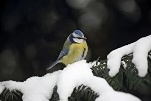 Caeruleus Gallery: Blue Tit on snow covered branch