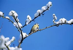 Images Dated 14th March 2005: Blue Tit - On snow covered branch