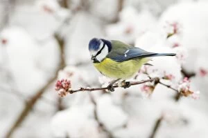 Images Dated 24th November 2008: Blue Tit - on snow covered flowering Viburnum, Lower Saxony, Germany