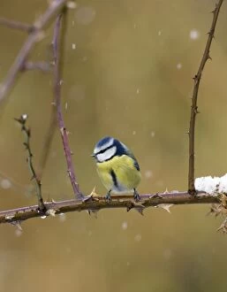 Images Dated 10th February 2008: Blue Tit - In snow flurry