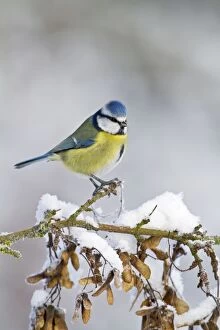 Blue Tit - on snowy branch
