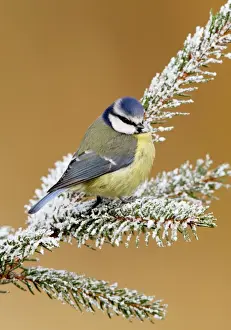 Blue tit - on snowy fir branch Bedfordshire UK 006657