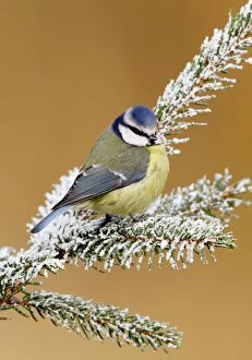 Images Dated 3rd January 2009: Blue tit - on snowy fir branch Bedfordshire UK 006657