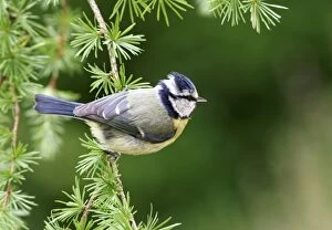 Images Dated 19th July 2004: Blue Tit On spruce West Wales, UK