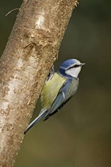 Images Dated 3rd March 2010: Blue Tit - on tree