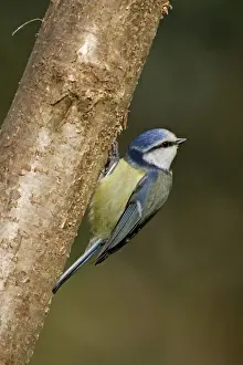 Blue Tit - on tree - Cornwall - UK