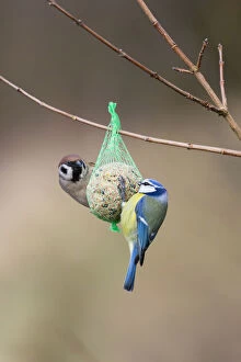Blue Tit and Tree Sparrow (Passer montanus) - feeding on suet ball in winter, North Hessen, Germany Date: 11-Feb-19
