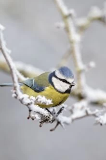 Blue Tit - winter image of a bird perching in a