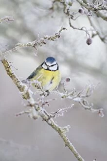 Caeruleus Gallery: Blue Tit - winter image of bird perching in a frost