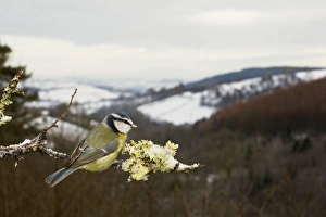 Images Dated 3rd December 2010: Blue Tit - in Winter scene - West Wales UK 11912