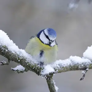 Christmas Prints: Blue Tit - in winter - on snowy branch - Cleveland - UK