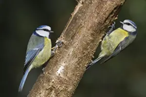 Blue Tits - Cornwall - UK