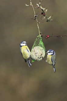 Images Dated 7th February 2007: Blue Tits On fat ball feeder. Cleveland, England, UK