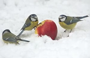 Blue Tits - Feeding on apple put out for birds in garden snow, winter time