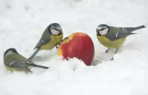 Blue Tits - Feeding on apple put out for birds in garden snow, winter-time. Lower Saxony, Germany