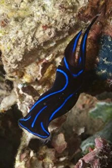 Snail Gallery: Blue Velvet Headshield Slug