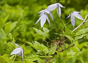 Climber Prints: Blue Virgin's Bower / Blue Clematis - Waterton, Canada