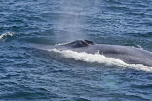 Images Dated 12th April 2009: Blue Whale - Baja California - Mexico