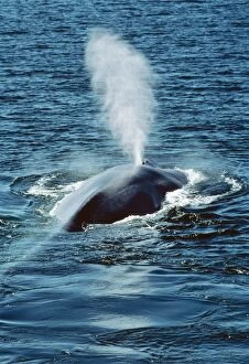 Baleen Gallery: Blue WHALE - blowing at surface