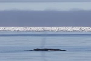 Baleen Gallery: Blue Whale - blowing at the surfacel - Svalbard, Norway