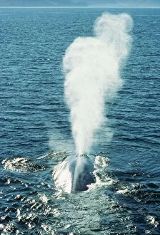 Breathing Collection: Blue Whale Blowing water