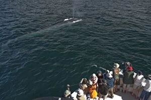 Balaenoptera Gallery: Blue Whale - blowing - with whale watchers