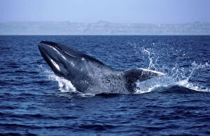 Central America Collection: Blue whale - Calf, breaching Gulf of California (Sea of Cortez), Mexico AM 262