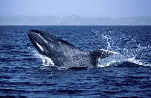 Emerging Prints: Blue whale - Calf, breaching Gulf of California (Sea of Cortez), Mexico AM 262