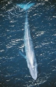 Images Dated 14th April 2011: Blue Whale DOC 210 Mexico Balaenoptera musculus © Doc White / ardea. com