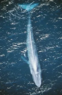 Size Prints: Blue Whale DOC 210 Mexico Balaenoptera musculus © Doc White / ardea. com