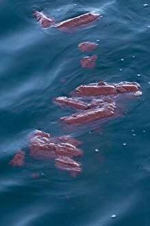 Balaenoptera Gallery: Blue Whale - droppings / faeces