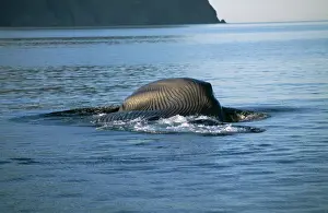 Swallowing Prints: Blue Whale FG 12024 Feeding. On its side