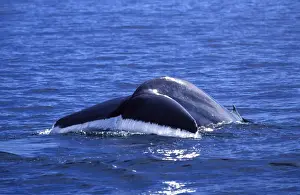 Fluke Prints: Blue whale Gulf of California (Sea of Cortez), Mexico