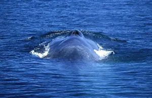 Blue whale Gulf of California (Sea of Cortez), Mexico