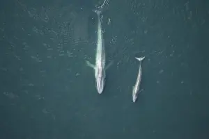 Oceans Prints: Blue Whale, mother and calf near surface Gulf of California (Sea of Cortez), Mexico