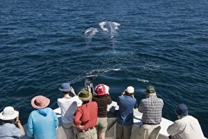 Baleen Gallery: Blue Whale - mother and calf - with whale watchers