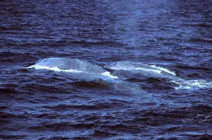 Spraying Prints: Blue whale - Mother (foreground) with calf or juvenile