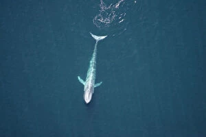 Central America Collection: Blue Whale - Near surface Gulf of California (Sea of Cortez), Mexico