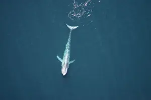 Size Prints: Blue Whale - Near surface Gulf of California (Sea of Cortez), Mexico