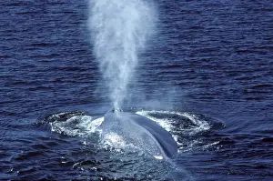 Blowing Prints: Blue whale - Photographed in the Gulf of California (Sea of Cortez), Mexico AT 624