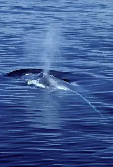 Blue whale Photographed in the Gulf of California (Sea of Cortez), Mexico