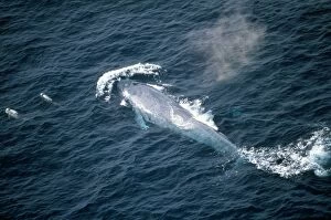 Blue Whale - & Rissos Dolphin - Mexico