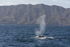 Images Dated 17th February 2009: Blue Whale - Sea of Cortez - Baja California - Mexico