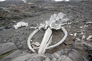 Images Dated 27th January 2008: Blue Whale Skeleton - next to the British base