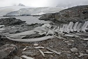 Images Dated 27th January 2008: Blue Whale Skeleton - next to the British base