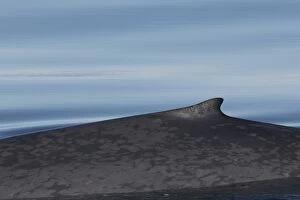 Fins Gallery: Blue Whale - swimming at the surfacel - Svalbard, Norway