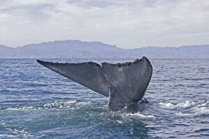 Blue Whale - tail